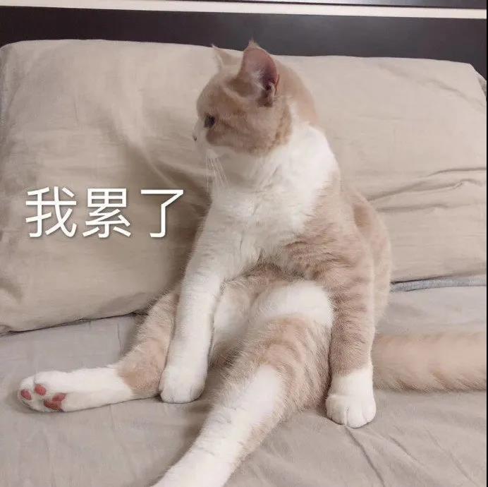 萌宠gif猫咪gif我累了gif嫌弃gif呆萌gif可爱gif