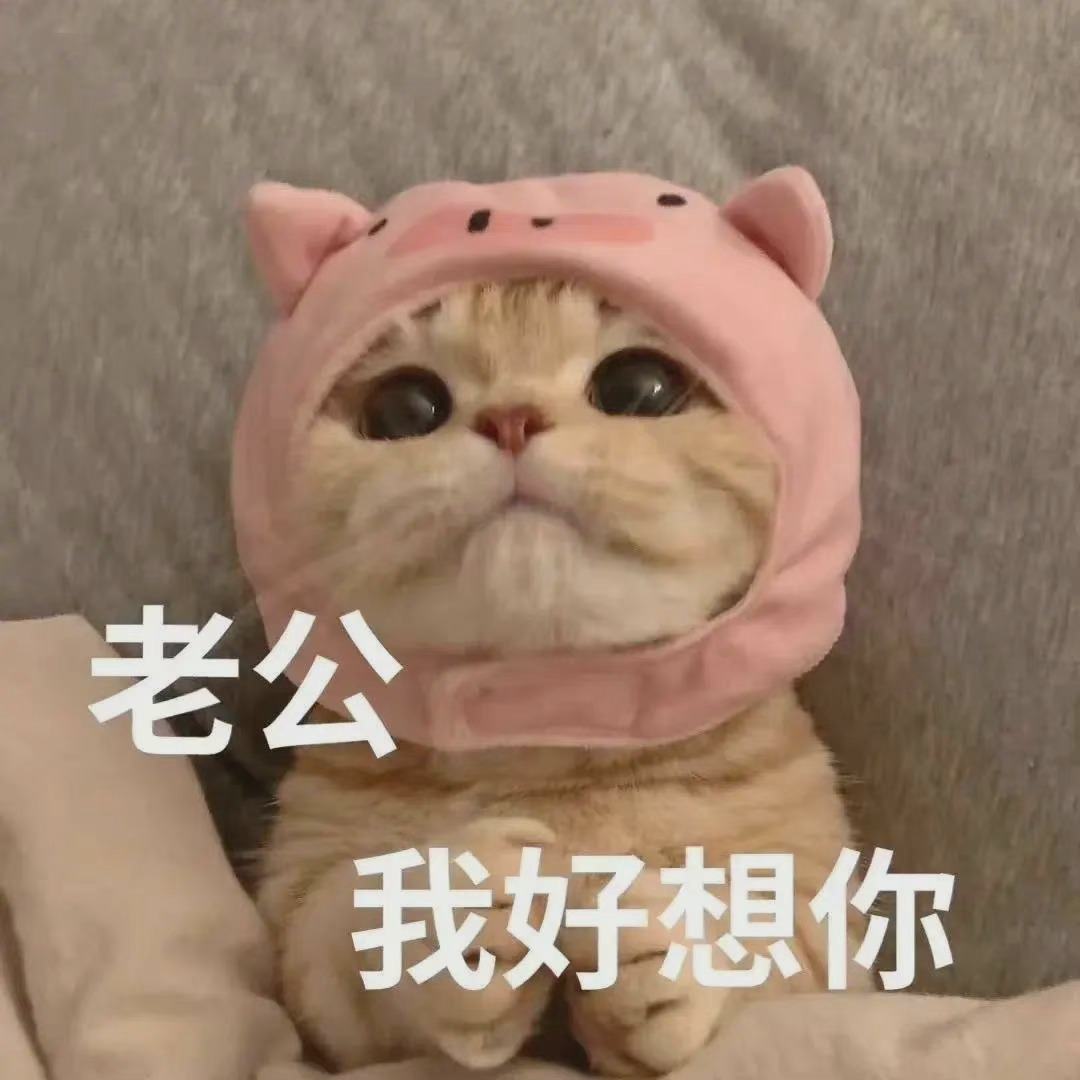 老公我好想你 - 猫咪表情包 - 挖吧