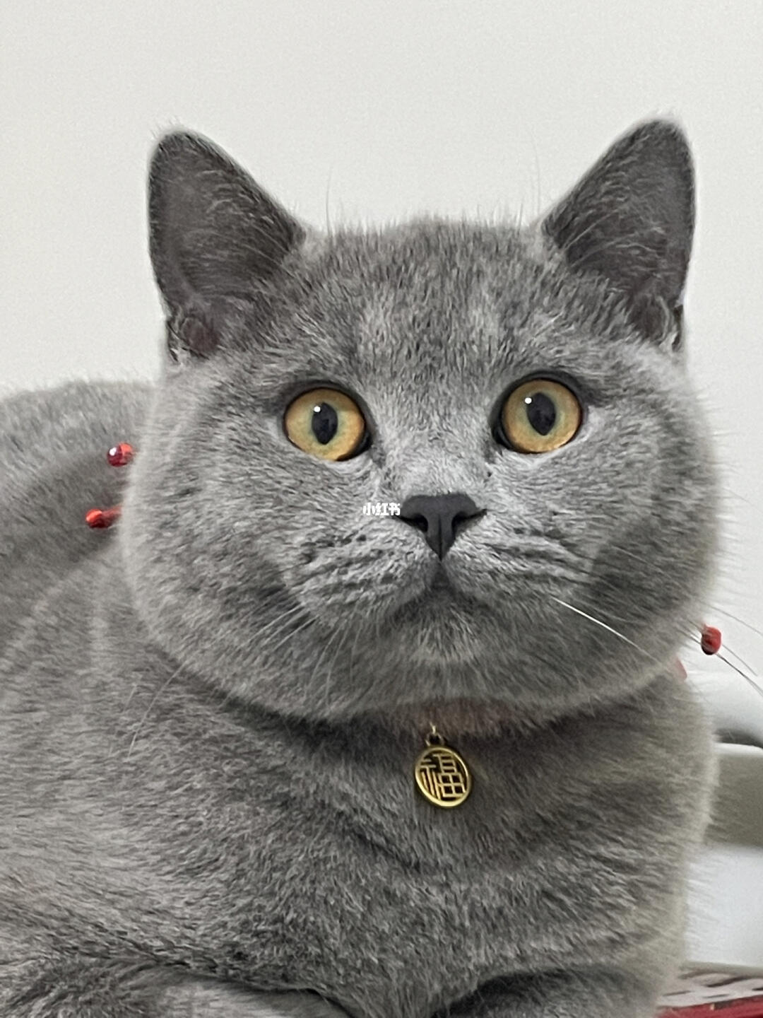 到底怎么看哪里啊 开始发腮没啊#英短蓝猫  #蓝猫多久发腮  #蓝猫