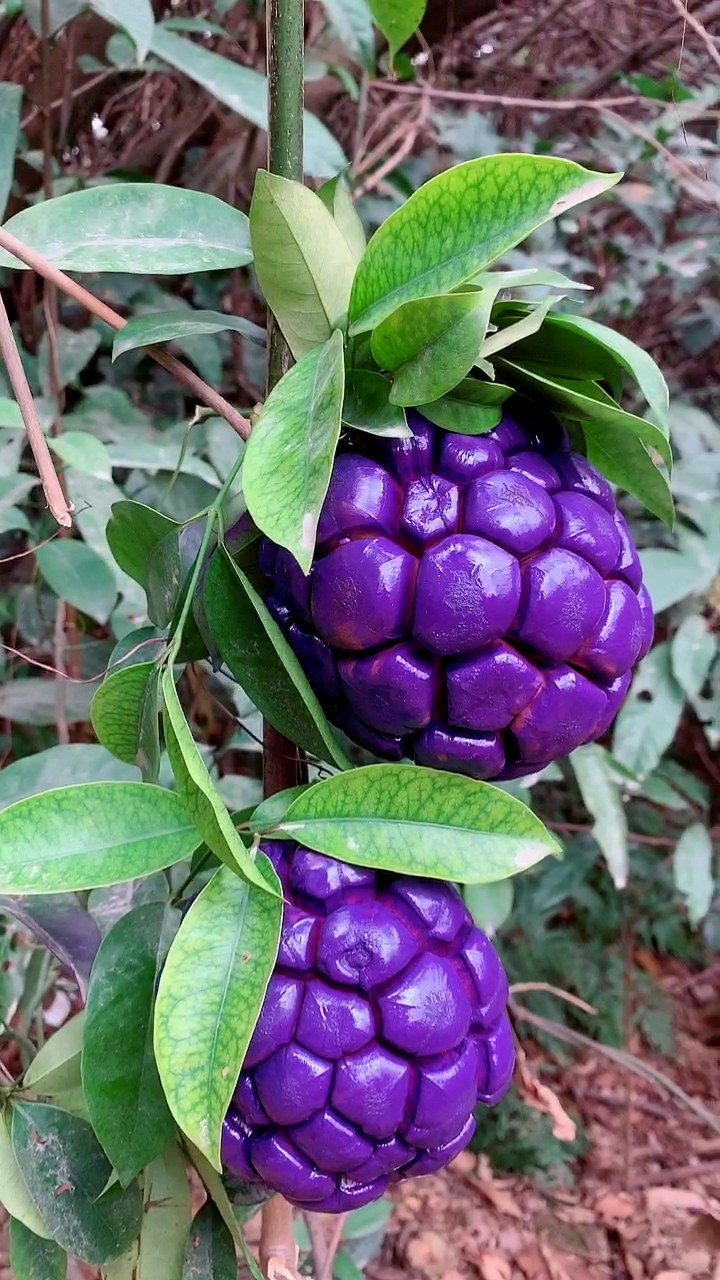 变异的果子,恶魔果实