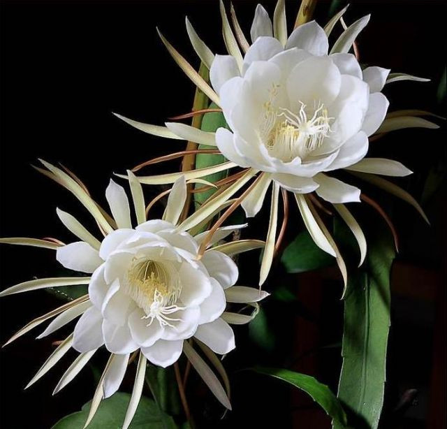 昙花气味可杀菌抑菌让家里的环境充满健康的气息