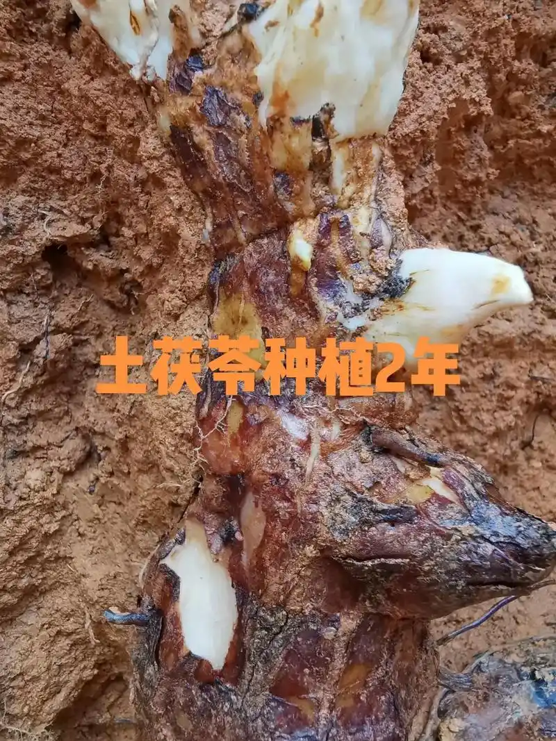 土茯苓种植要技术吗?#土茯苓种植 - 抖音