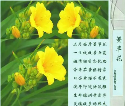 延长县小学庆祝"母亲节"德育教育宣传图片