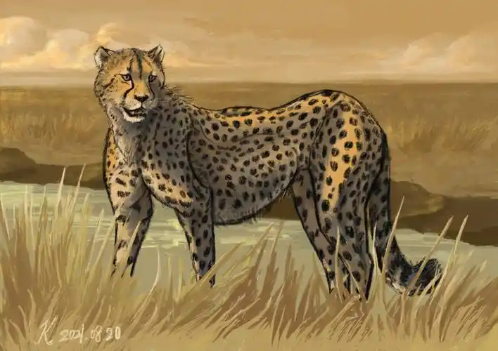 手绘练习猎豹系列2