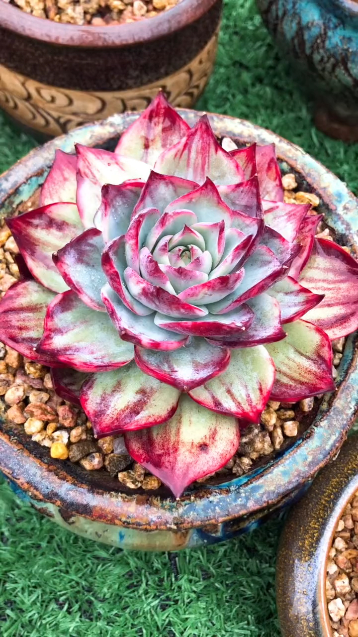 多肉惊鸿仙子颜值太高值得拥有