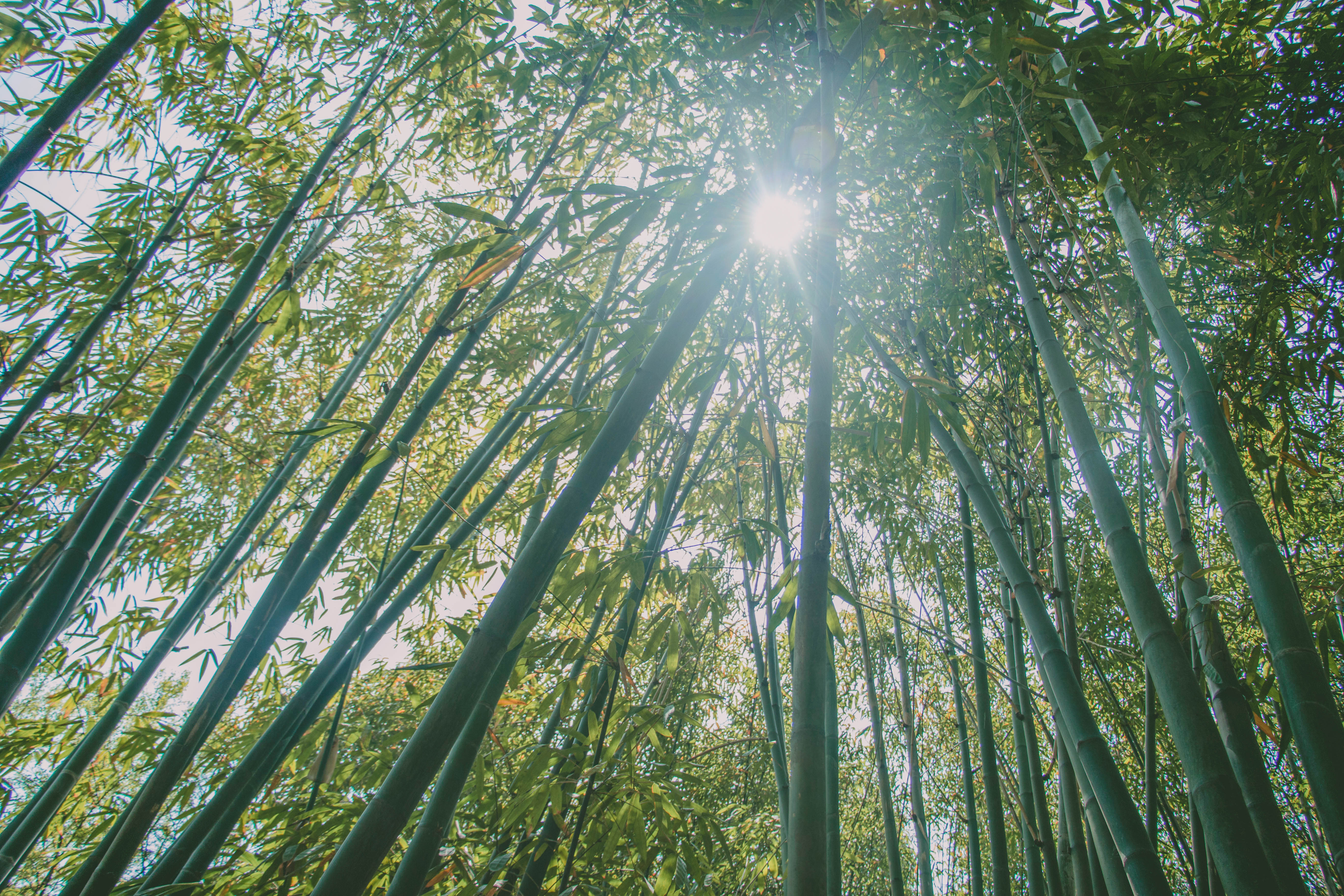 十面埋伏里的竹林你会不会拍出大片