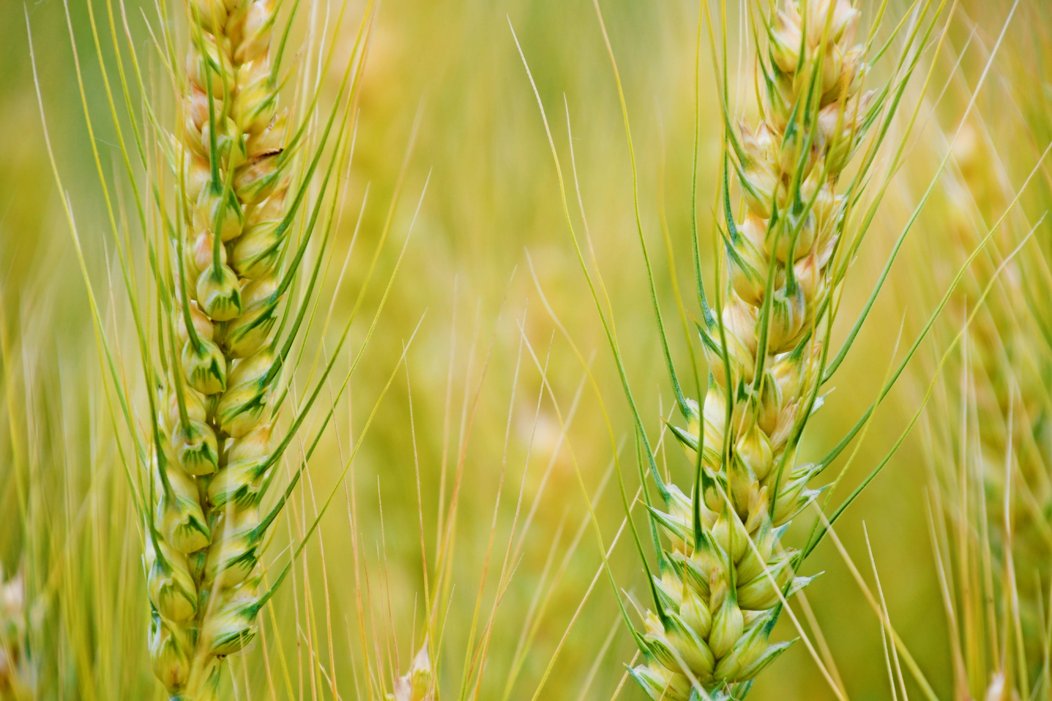 成熟的麦穗原创拍摄