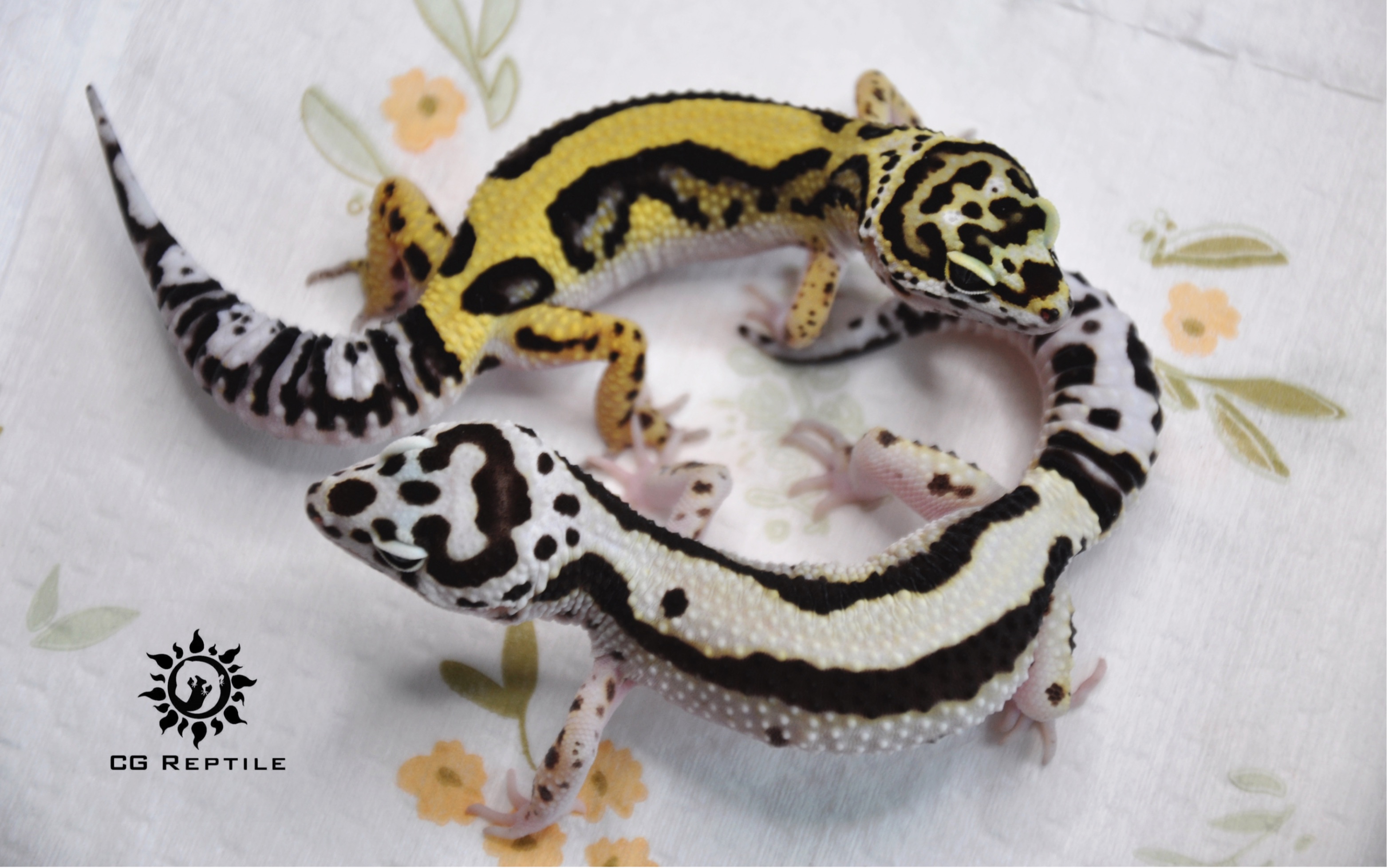 豹纹守宫全品系科普选育篇土匪白海盗裁决者蜜橘佐罗土匪