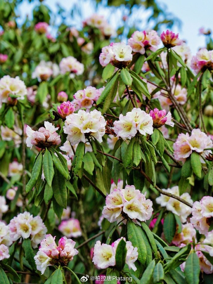 百里杜鹃##春游记##春日追花之旅##毕节越秀万豪万枫酒店##方糖旅行
