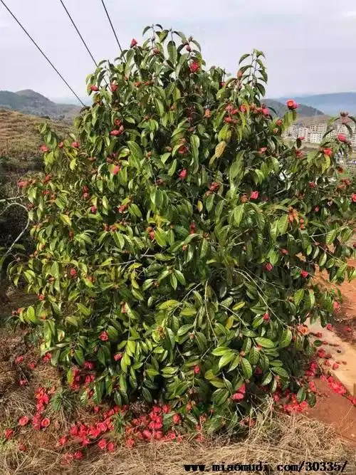 图片展示红花油茶树苗大果红花油茶树苗