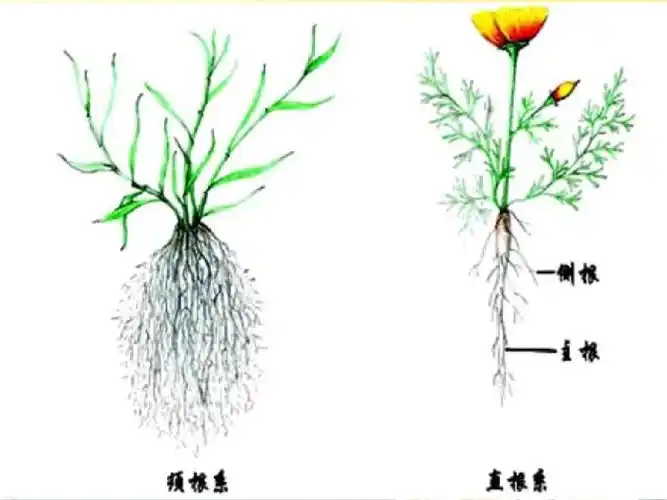 科学:植物的根ppt