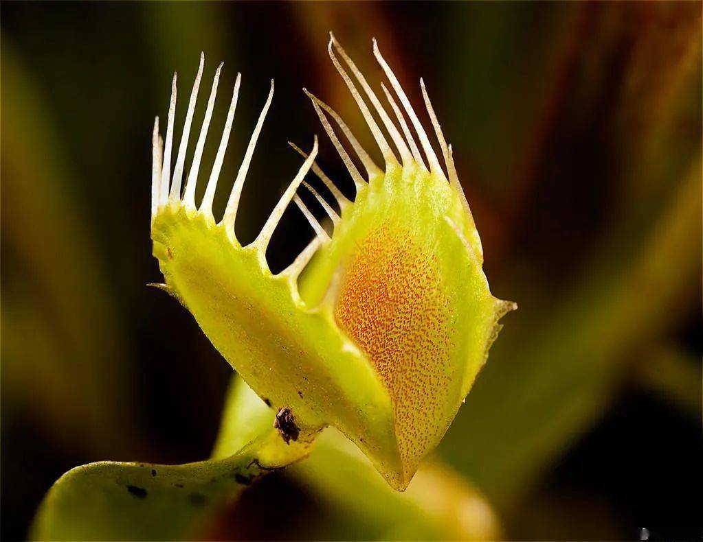 全景视觉一些奇奇怪怪的植物奇怪的知识又增加了