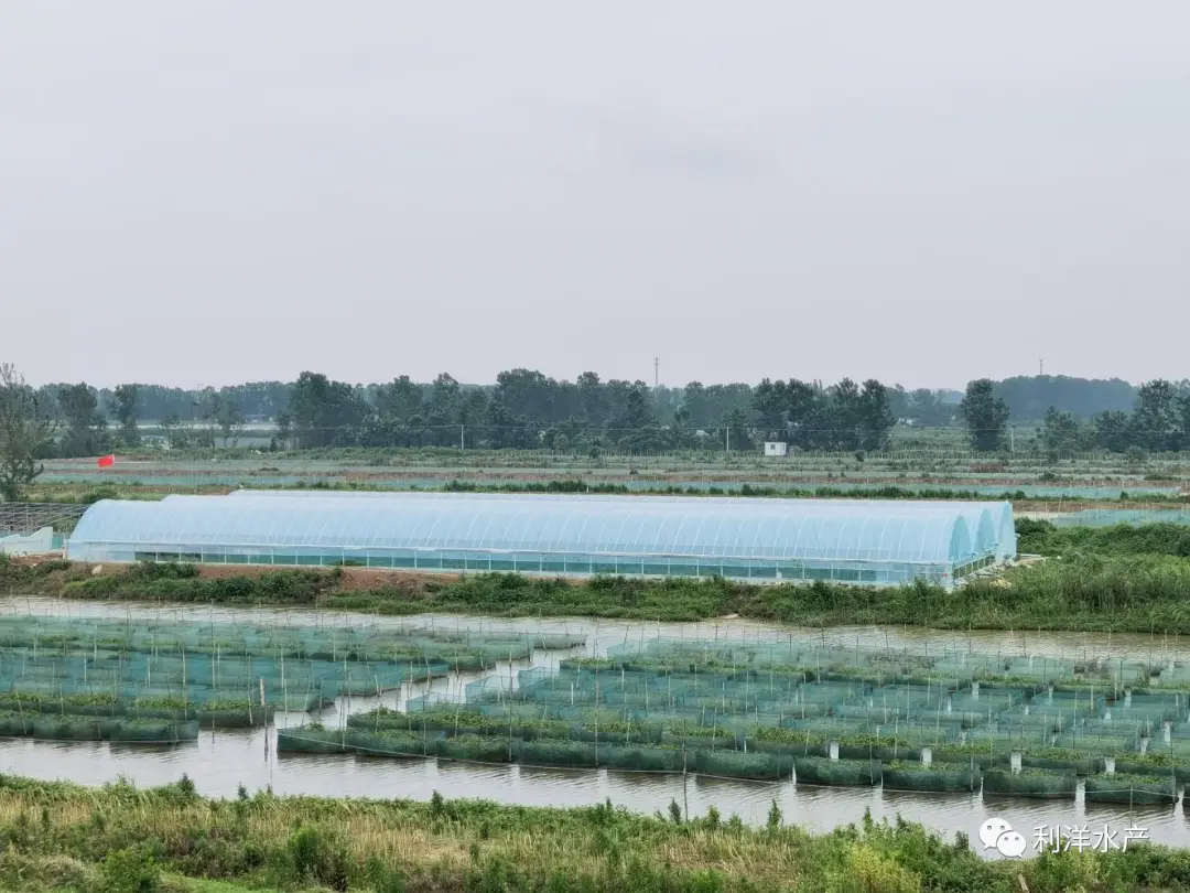 淡水鱼专题黄鳝养殖成功关键提高苗种成活率