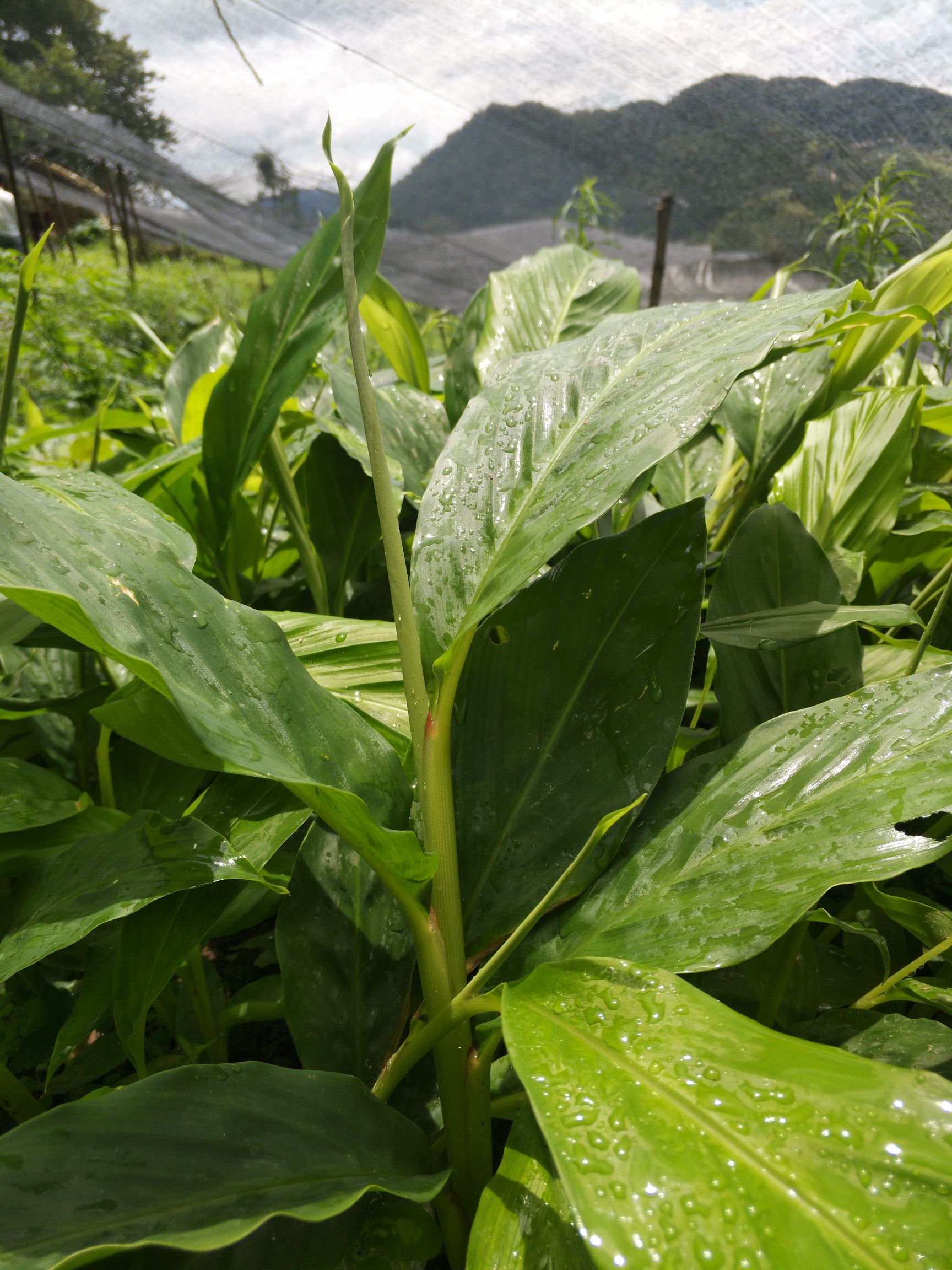 草果苗 独本苗 0.5~1米