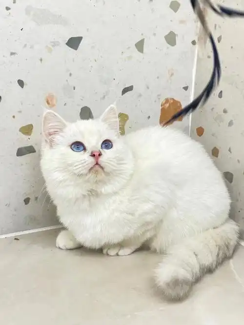 经典银点渐层弟弟大包子胖嘟嘟