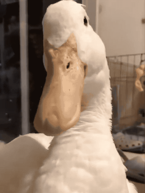 鸭子|爱猫|猫奴_网易订阅