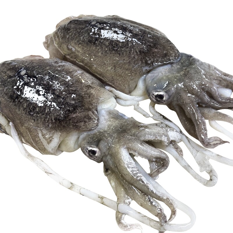 1斤左右冷冻墨鱼