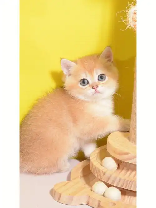 支持上门看猫,支持顺风车本猫舍繁育品种有:布偶猫~金吉拉~美短~英短