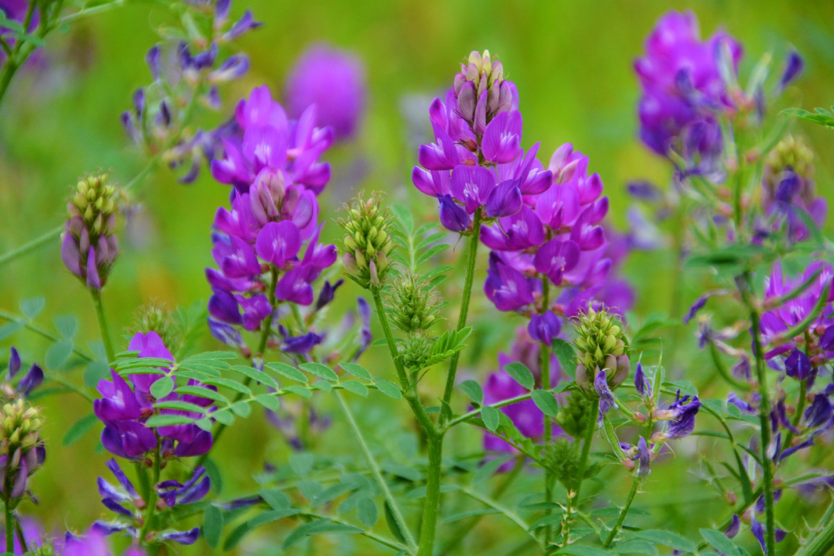 紫色达乌里黄芪花,原创拍摄
