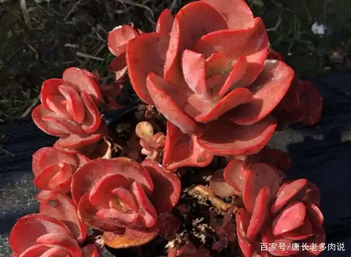 多肉初吻夏天好养吗?我直接扔在外面露养,它反而还越长越大了