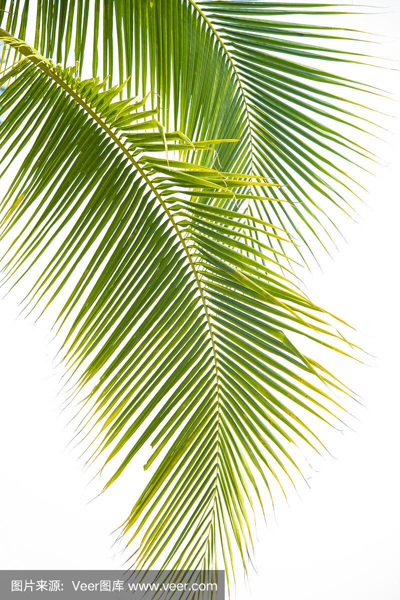叶子,分离着色,大特写,白色背景,椰子树