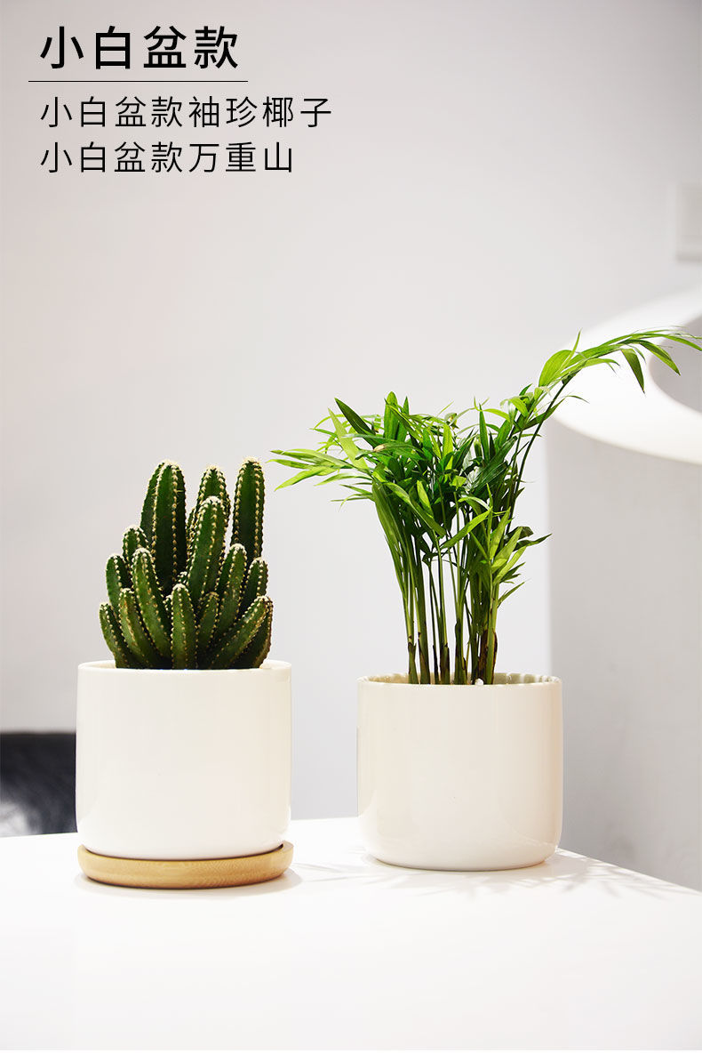 北欧风室内盆栽桌面好养仙人掌吸甲醛办公室绿植净化空气黑罐袖珍椰子