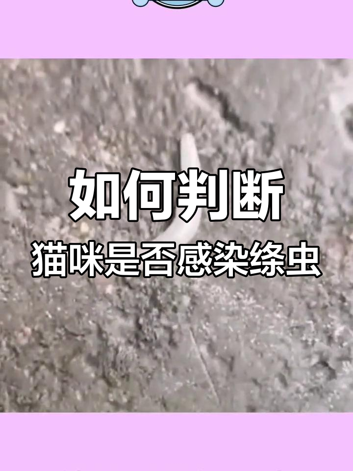 猫咪绦虫感染症状与驱虫方法,了解如何应对
