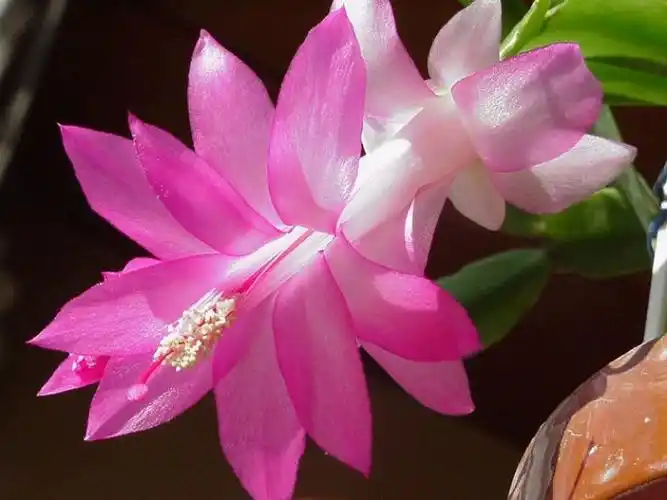 蟹爪兰图片和介绍