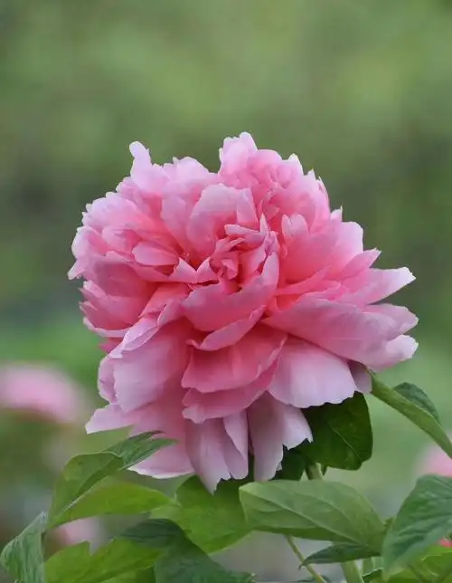 牡丹品种:贵妃插翠