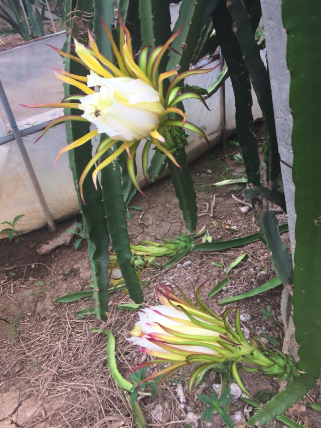 霸王花,俗称火龙果花,煲汤煮火锅巴适得板
