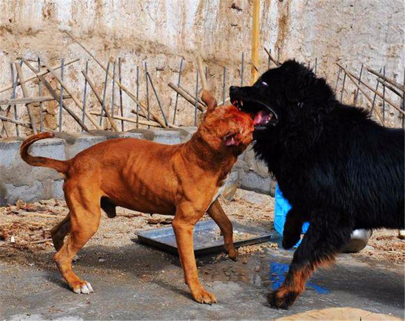 藏獒和比特犬现场厮杀,在凶猛的藏獒面前,比特犬完全没有胜算