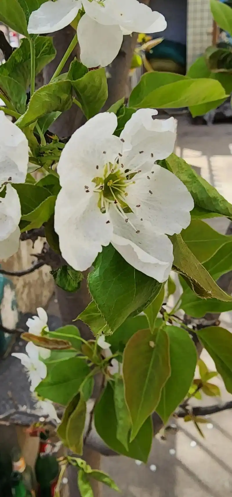 家里梨花开. - 抖音