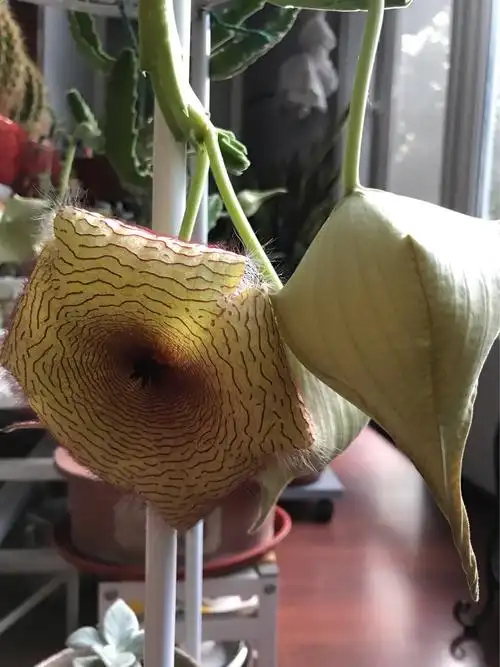 2018年10月9日我家的大花犀牛角开花了.