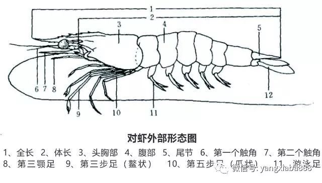 了解这些南美白对虾的生物学特性才能更好的养虾
