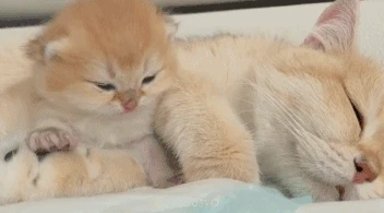 小脑袋duang的一下,和麻麻一起睡觉觉咯