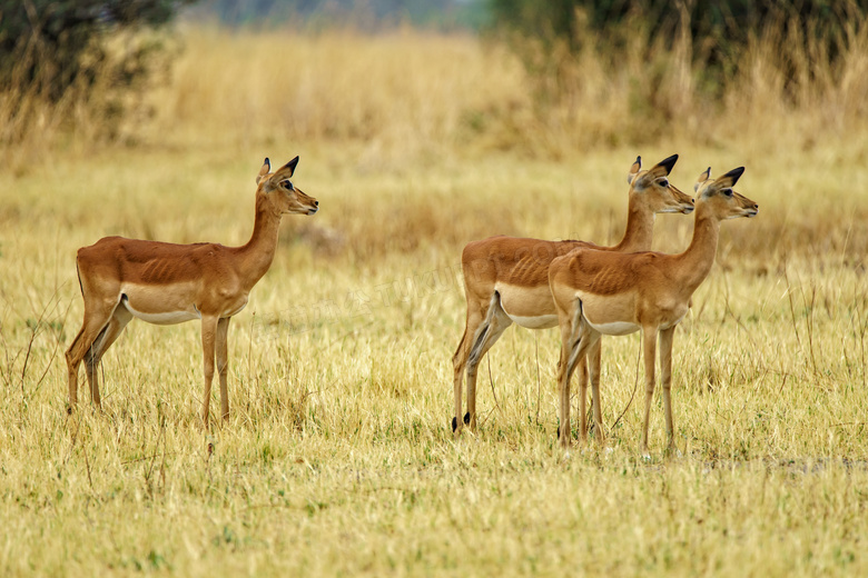 草地上的三只小鹿主题摄影高清图片