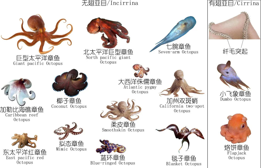 海鲜探索深度研究章鱼鱿鱼墨鱼等软体动物上