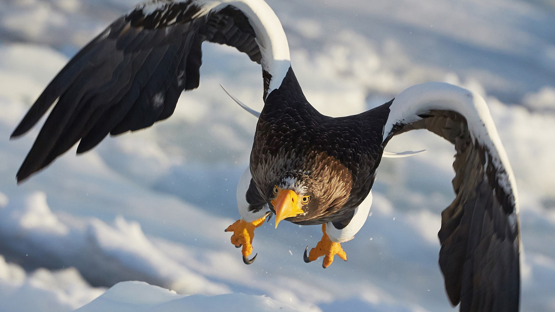 飞翔的食肉动物雄鹰高清电脑桌面壁纸