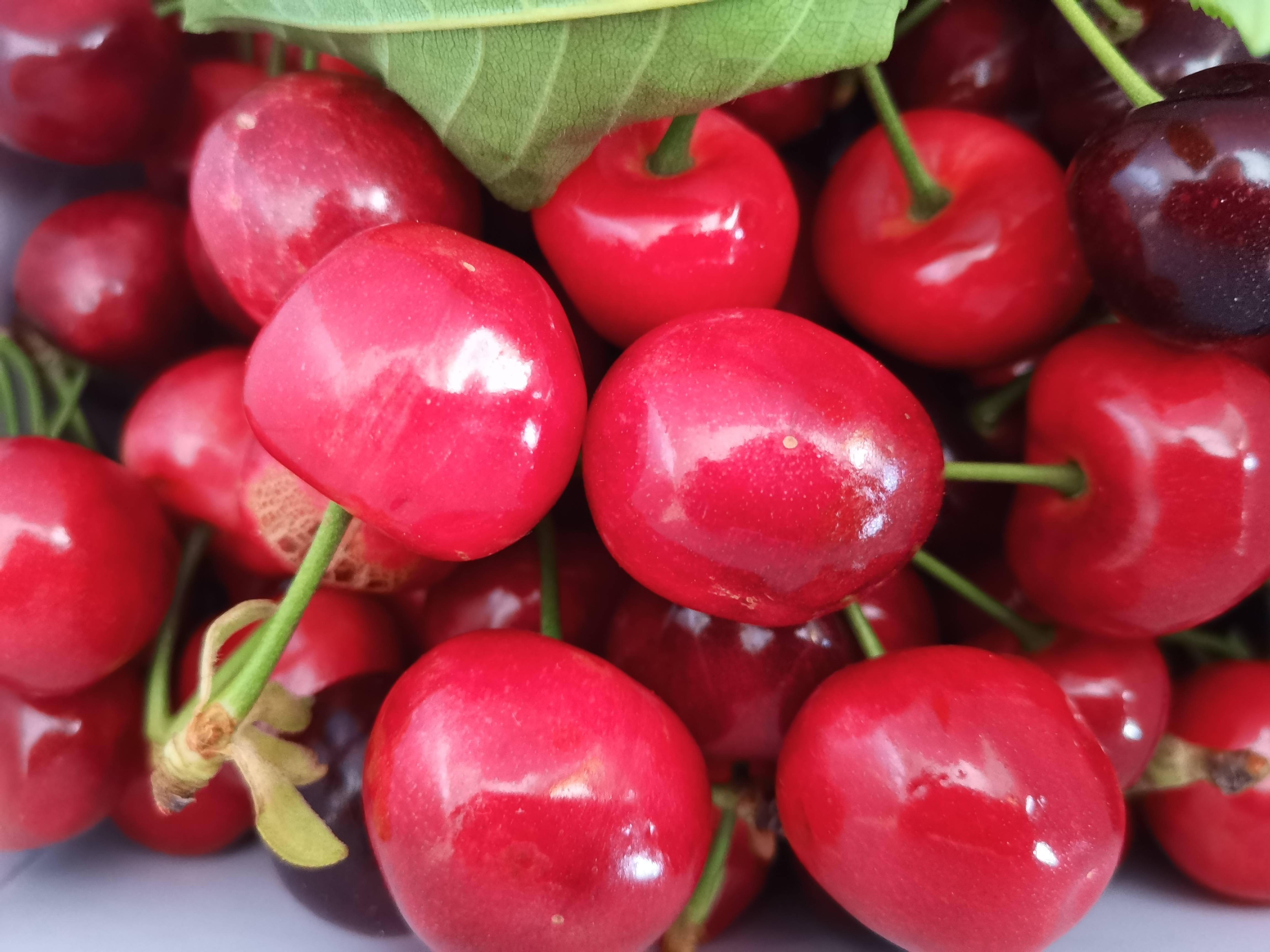 四川理县甜樱桃大量上市吸引众多游客体验采摘