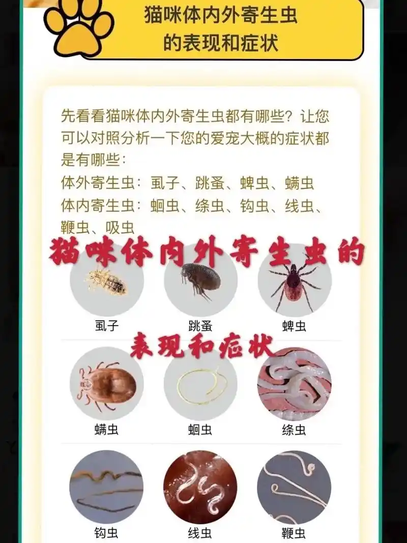 猫 #猫寄生虫 #猫跳蚤 #猫健康  - 抖音
