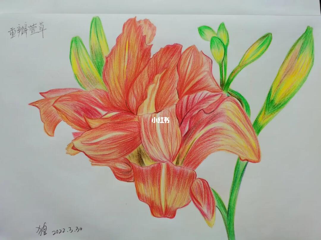 重瓣萱草彩铅临摹