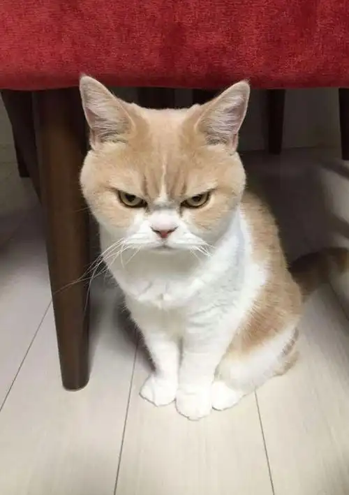 愤怒猫猫头表情包头像图片(小猫生气了哄不好的那种图片)