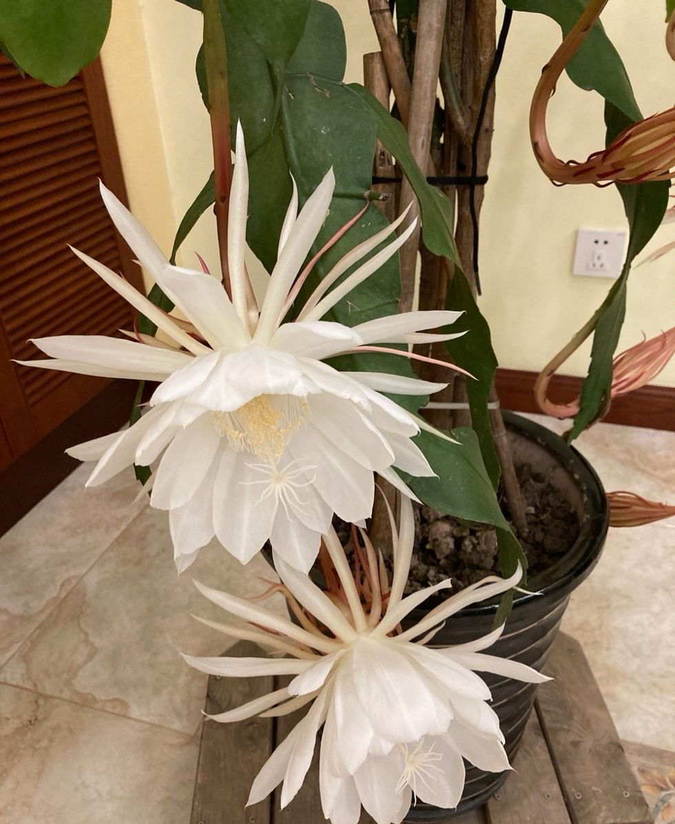 昙花怎么养可以多开花