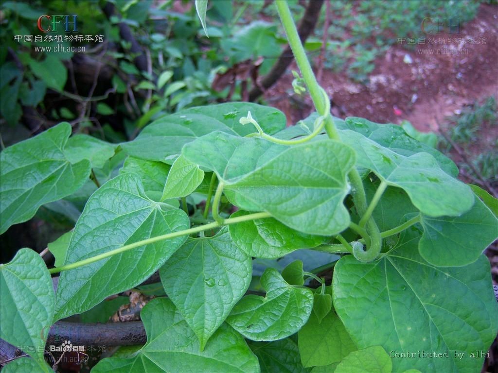 伸筋藤 - 第1张  | 中草药图片大全-中药的功效与作用