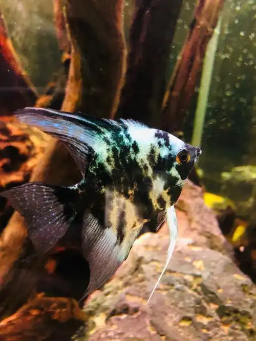 蓝翡翠 - 神仙鱼玩家 - 龙巅神仙鱼