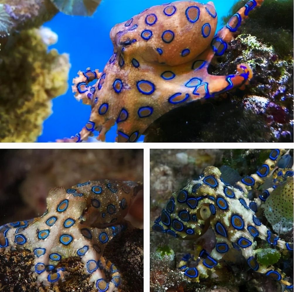 蓝环章鱼是海洋中毒性最强的动物之一