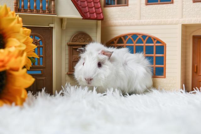 宠物互免约拍-白色红眼睛的荷兰猪