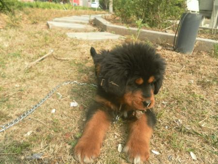 青海海北牧区军马场带回来的40天小藏獒,母的,请喜欢藏獒的朋友看看是