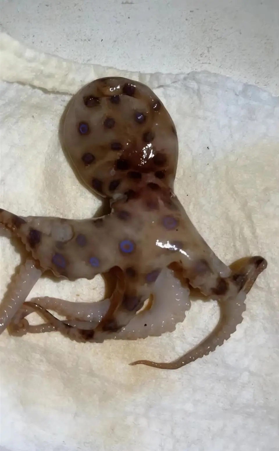 消费者称在袋装八爪鱼中发现疑似蓝环章鱼厂家表示绝无可能市监部门将