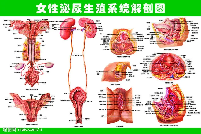 女性泌尿生殖系统解剖图源文件